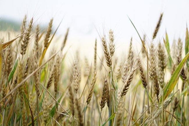 США теряет положение ведущего мирового экспортера пшеницы