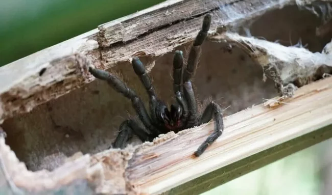 Новый вид тарантула, живущий в Бамбуке, найден в Таиланде